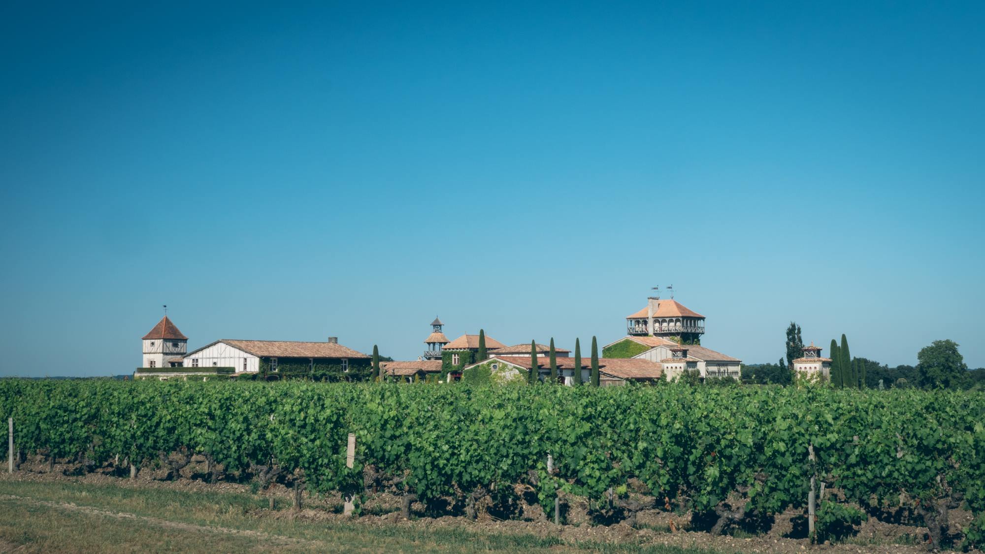 Des vignes et des vignes