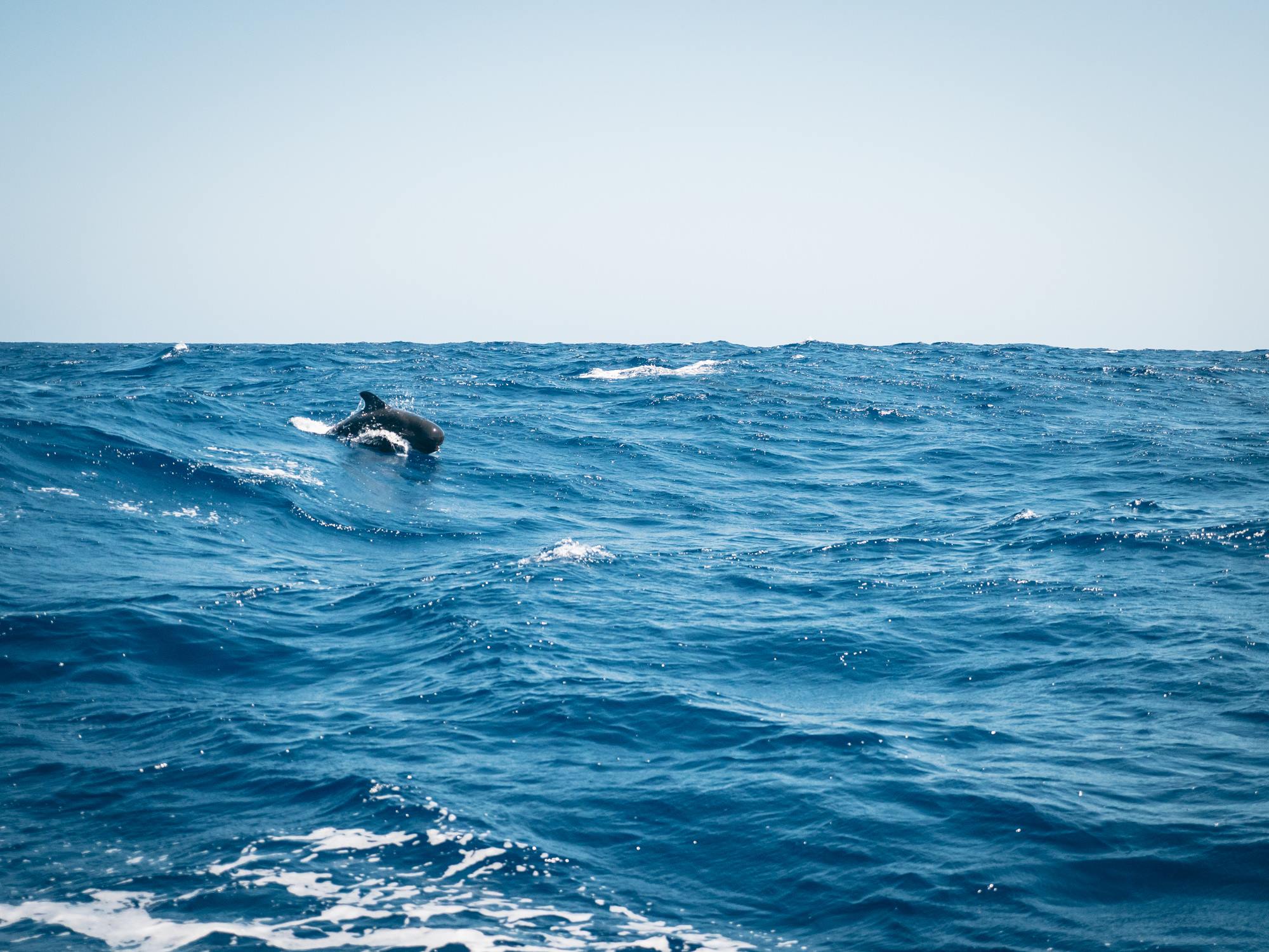 Des dauphins croisent nos chemins